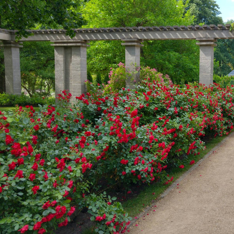 Róża rabatowa Black Forest Rose czerwona