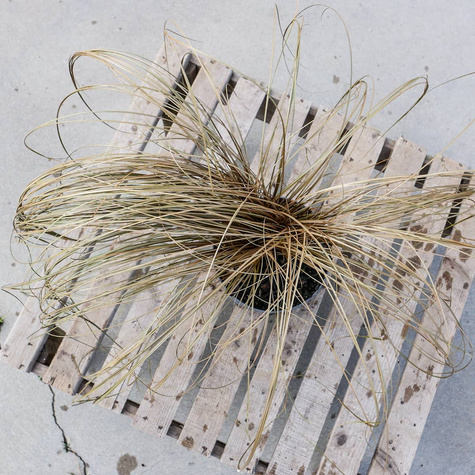 Turzyca włosista Bronco