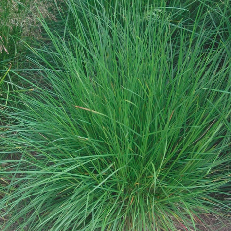 Śmiałek darniowy (C2)