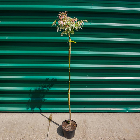 Klon jesionolistny Flamingo szczepiony na pniu