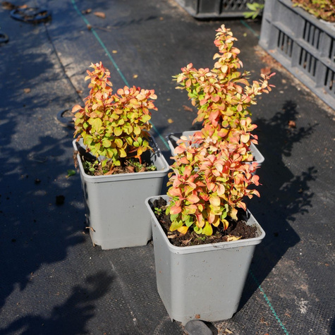 Berberys thunberga Golden Devine (P9)