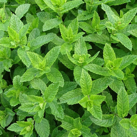 Mięta pieprzowa Lemon Fresh (C2)