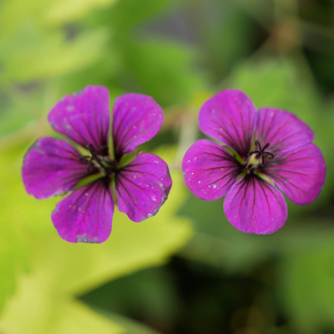 Bodziszek rozlazły Ann Folkard (C2)