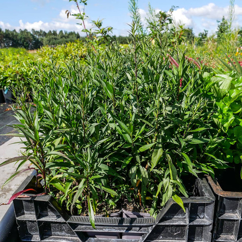 Aster krzaczasty Peter Harrison różowy niski (C2)