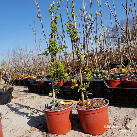 Pigwowiec okazały Kinshiden (C2)