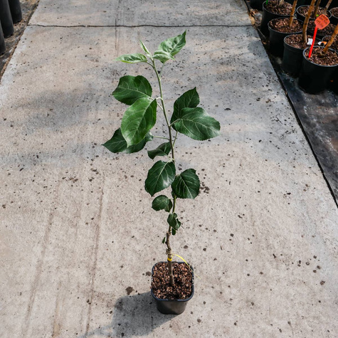 Jabłoń Melfree w doniczce C2