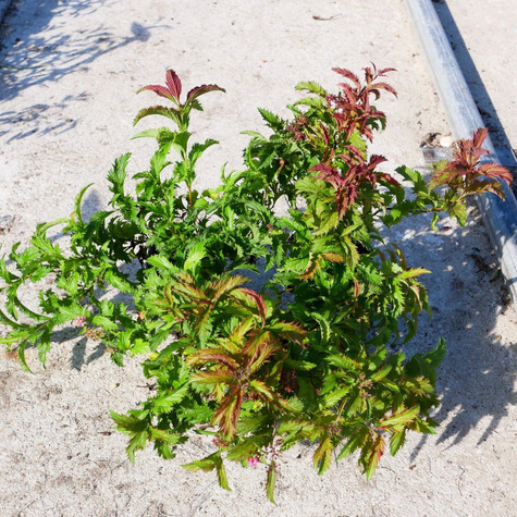 Tawuła japońska Sonia (P9)