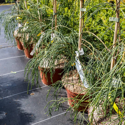 Cyprysik Lawsona 'Drooping Solo'