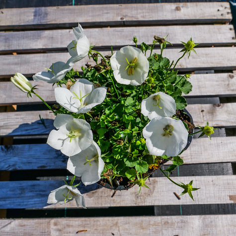 Dzwonek karpacki Perla White (C2)