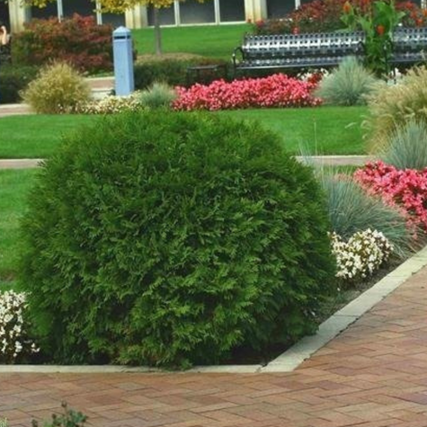 Thuja Tuja Żywotnik zachodni Globosa (C2)