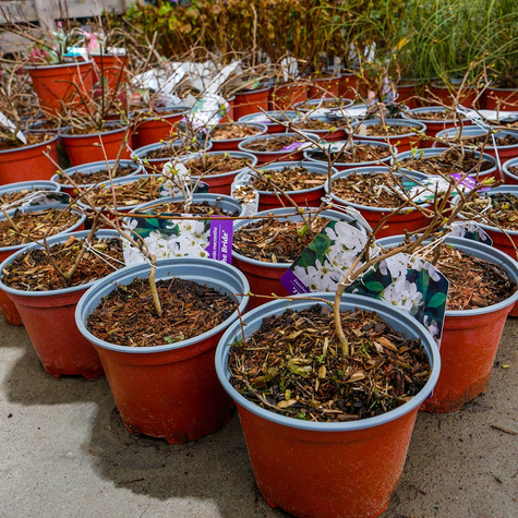 Obiela mieszańcowa The Bride (C2)