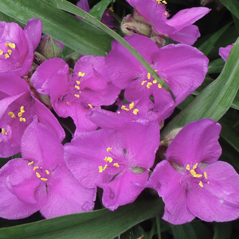 Trzykrotka wirginijska Rubra (C2)