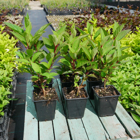 Hortensja bukietowa Summer Love (P9)