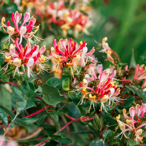 Wiciokrzew przewiercień