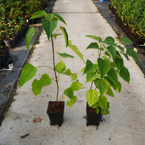 Hurma amerykańska (C2)