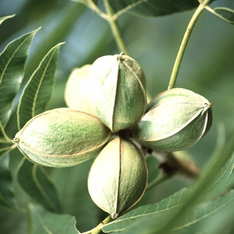 Orzesznik jadalny Orzech pekan (C2)