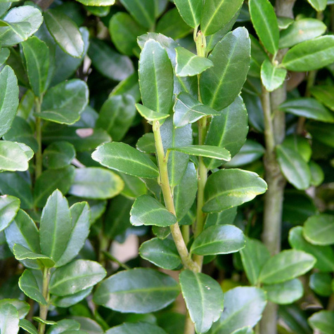 Ostrokrzew bukszpanowy karbowanolistny Dark Green (P9)