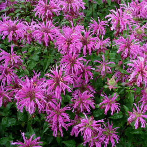 Pysznogłówka dwoista mix kolorów (C2)