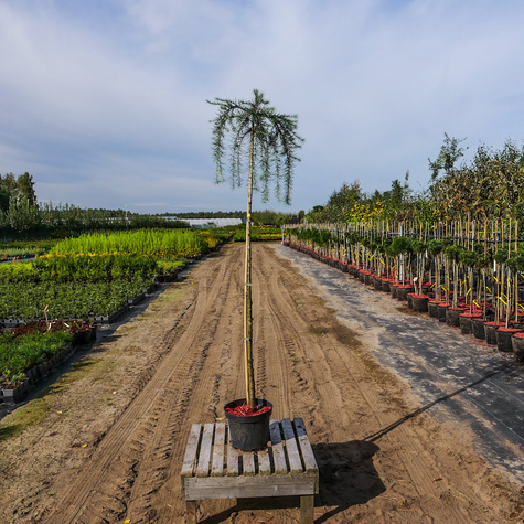 Modrzew europejski Pendula na pniu C5