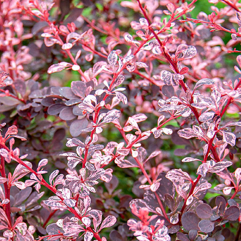 Berberys Thunberga Harlequin (C2)