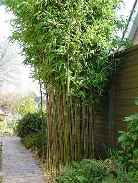 Bambus mrozoodporny (C2)