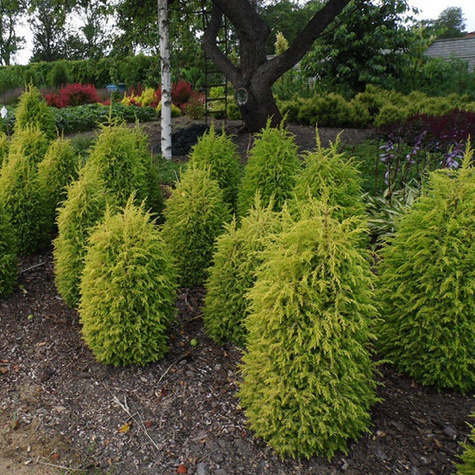 Jałowiec pospolity Gold Cone (C2)