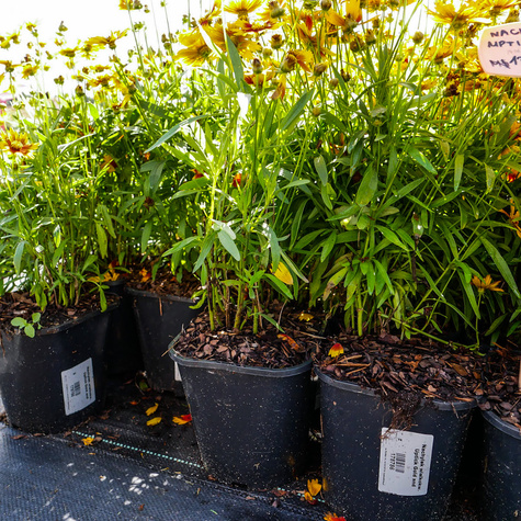 Nachyłek wielkokwiatowy UpTick Gold and Bronze (C2)