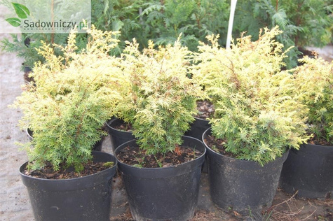 Jałowiec pospolity Suecica Aurea (P9)