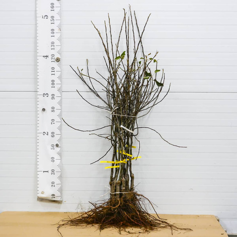 Jabłoń Jonica Plant Pack