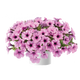 Surfinia Capella Pink Lace różowa NOWOŚĆ