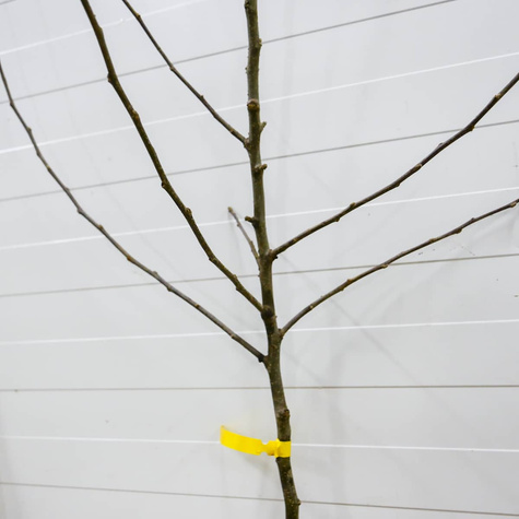 Jabłoń Jonatan Plant Pack