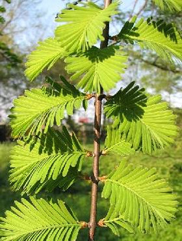 Metasekwoja chińska (C2)