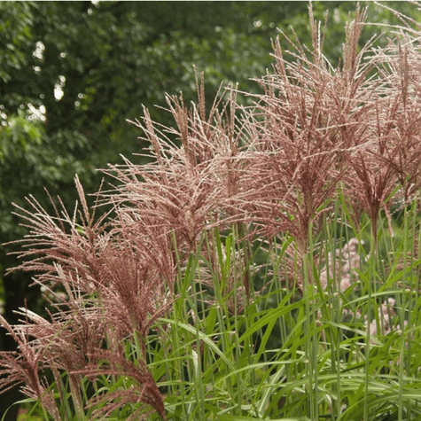 Miskant chiński Malepartus (C2)