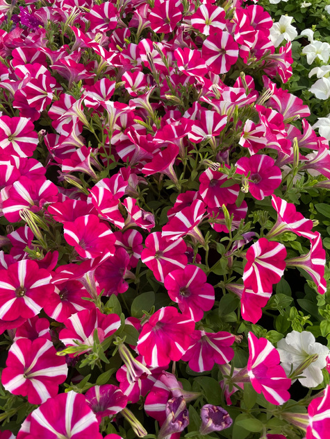 Surfinia Peppy Hot Pink różowo-biała