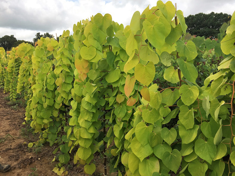 Judaszowiec kanadyjski Golden Fall kolumnowy (H - 140-170cm)