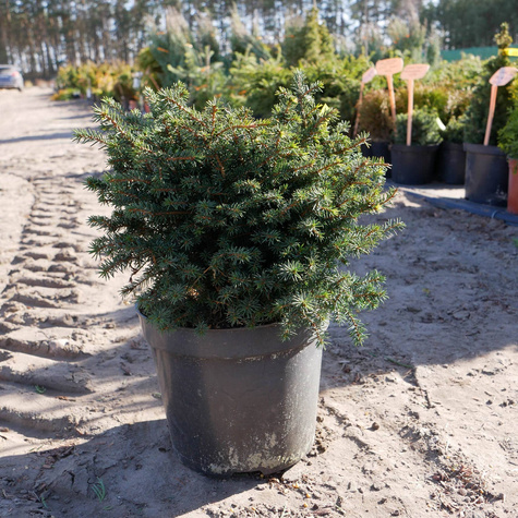 Świerk serbski Karel (C2)