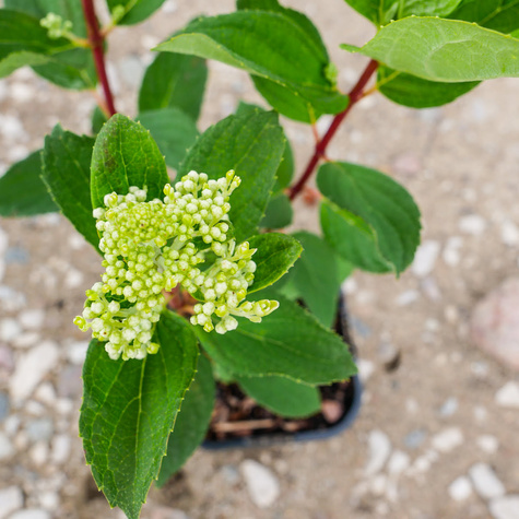 Hortensja bukietowa Baby Lace (C2)