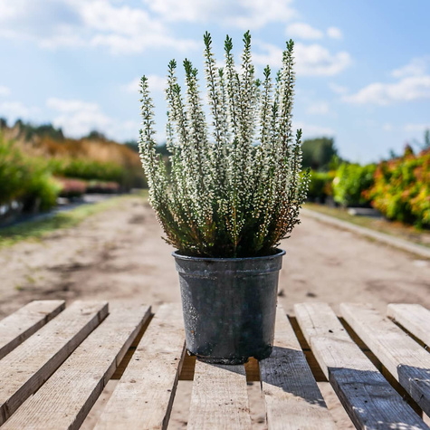 Wrzos pospolity Veluve biały pączkowy