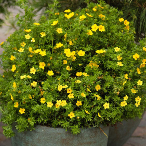 Pięciornik krzewiasty 'Hachmann's Gigant' (P9)