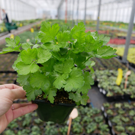 Pietruszka naciowa Gigante di Nap (C2)