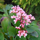 Bergenia sercowata Baby Doll (C2)