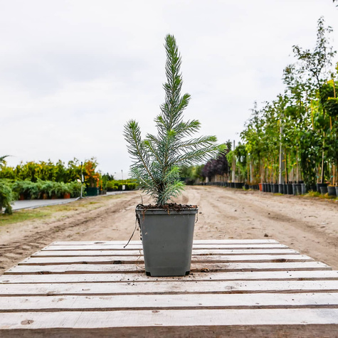 Świerk kłujący Kaibab (P9)