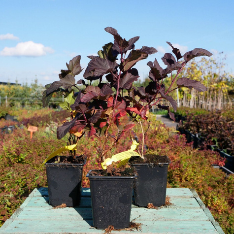 Pęcherznica kalinolistna Diabolo (P9)