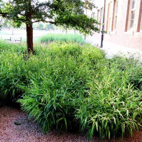 Obiedka szerokolistna (C2)