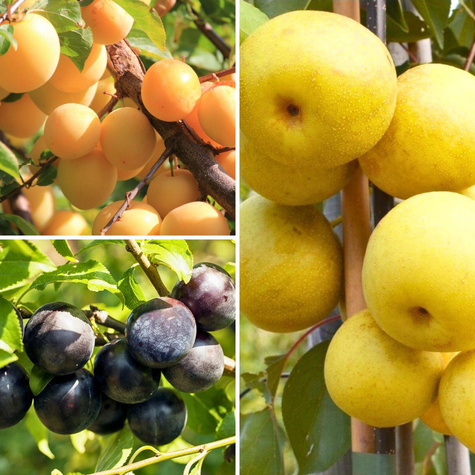 Zestaw Owoców Orientu Plant Pack