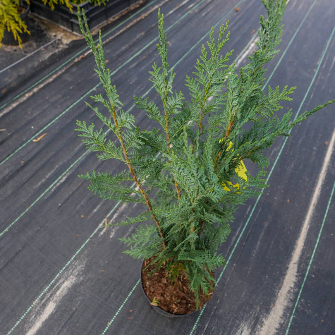 Cyprysik lawsona Columnaris