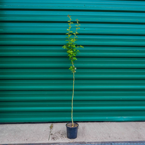 Głóg Dwuszyjkowy Paul's Scarlet Drzewiasty