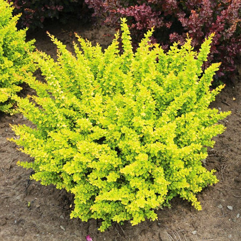 Berberys Thunberga Sunsation - Piękny Cytrynowy (C2)