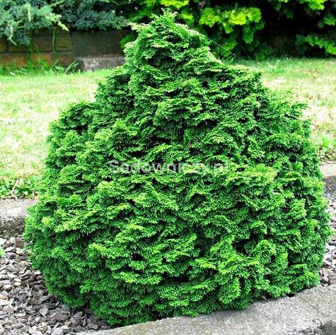 Cyprysik tępołuskowy Nana Gracilis