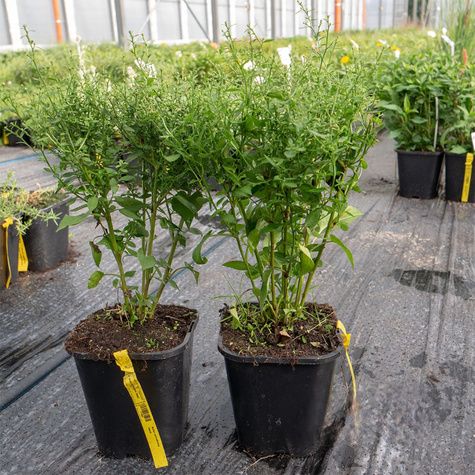 Aster sercolistny Ideal błękitny